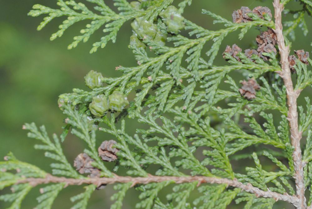 Cupressaceae Chamaecyparis pisifera