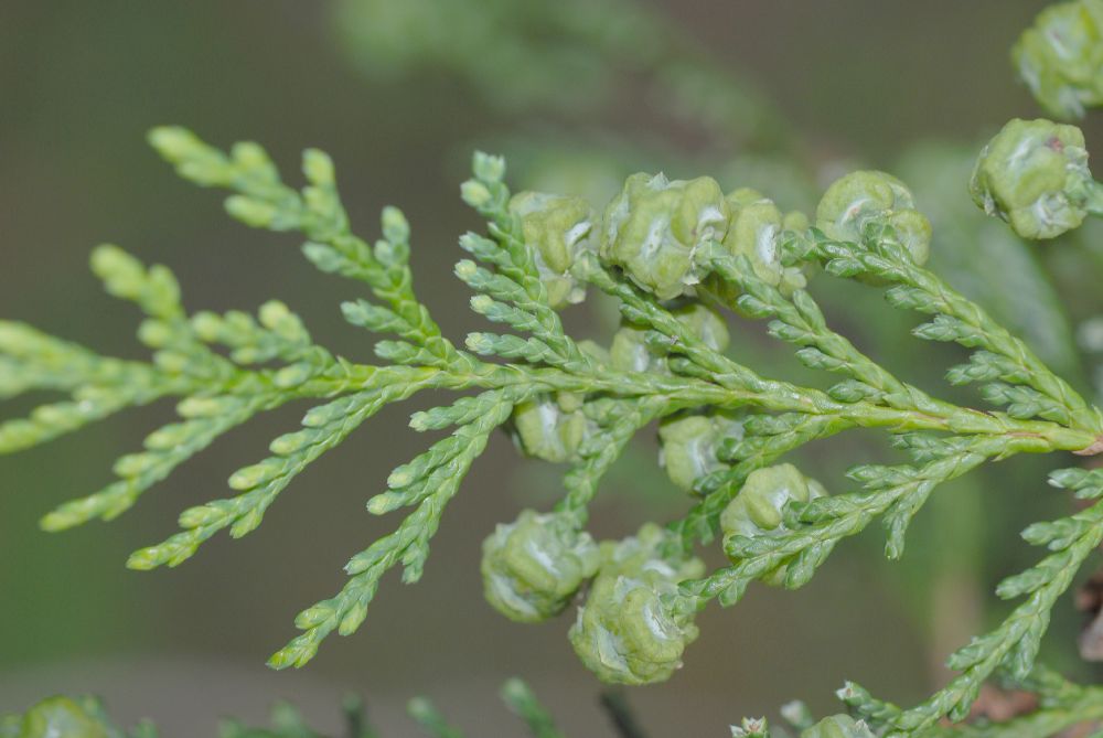 Cupressaceae Chamaecyparis pisifera