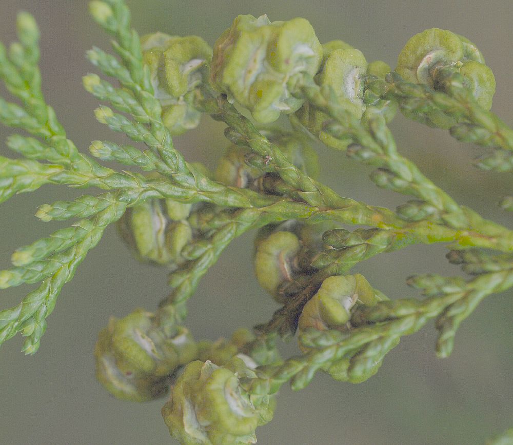 Cupressaceae Chamaecyparis pisifera