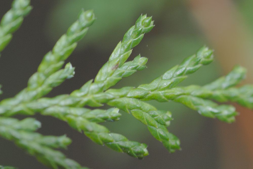 Cupressaceae Chamaecyparis pisifera