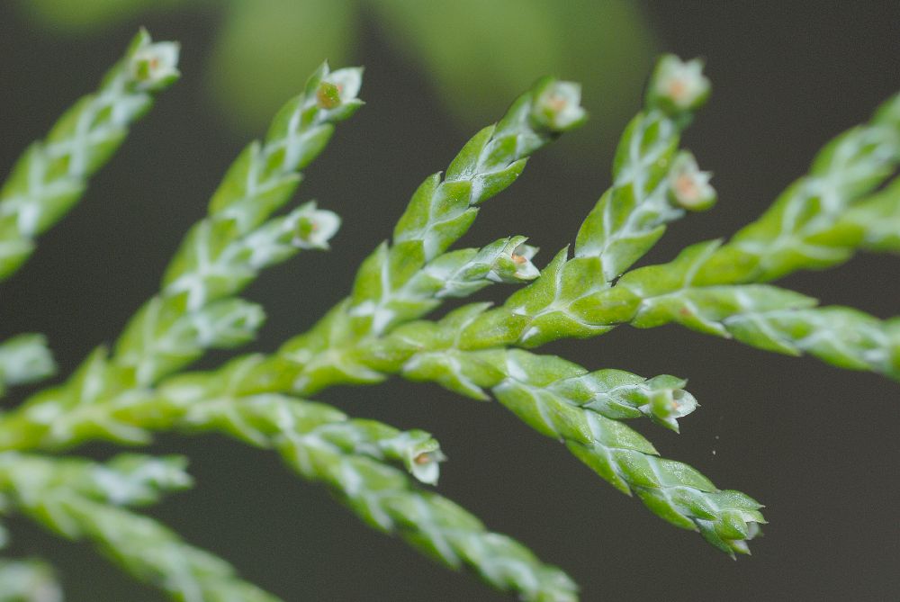 Cupressaceae Chamaecyparis pisifera