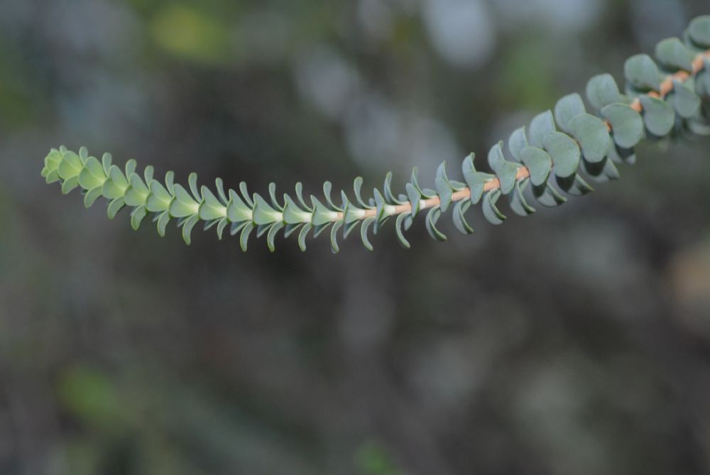 Myrtaceae Beaufortia orbifolia