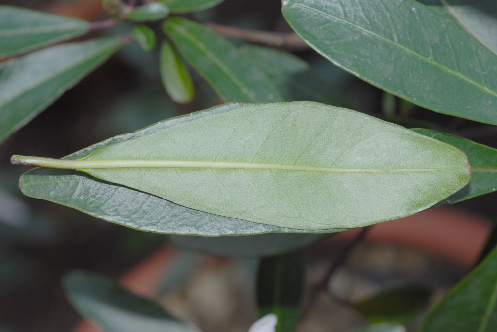 Myrtaceae Beaufortia orbifolia