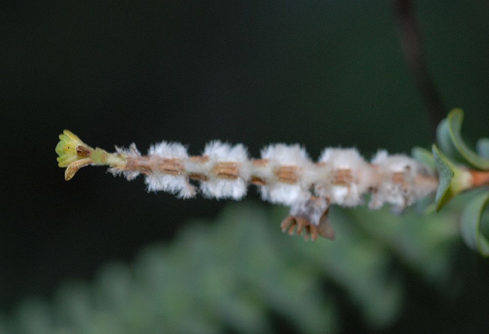 Myrtaceae Beaufortia orbifolia