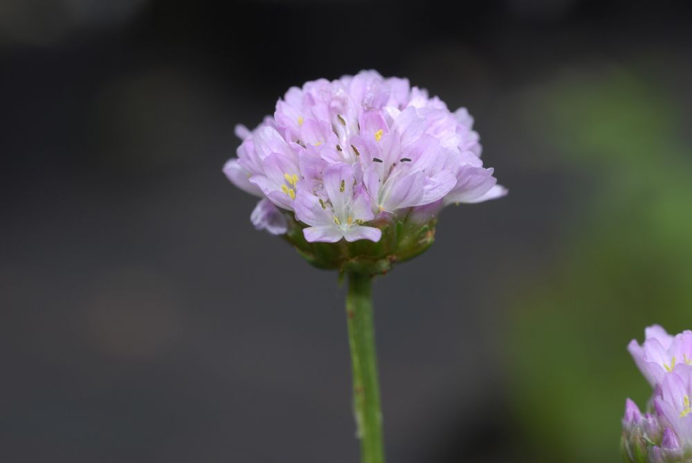 Plumbaginaceae Armeria maritima