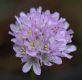 image of Armeria maritima