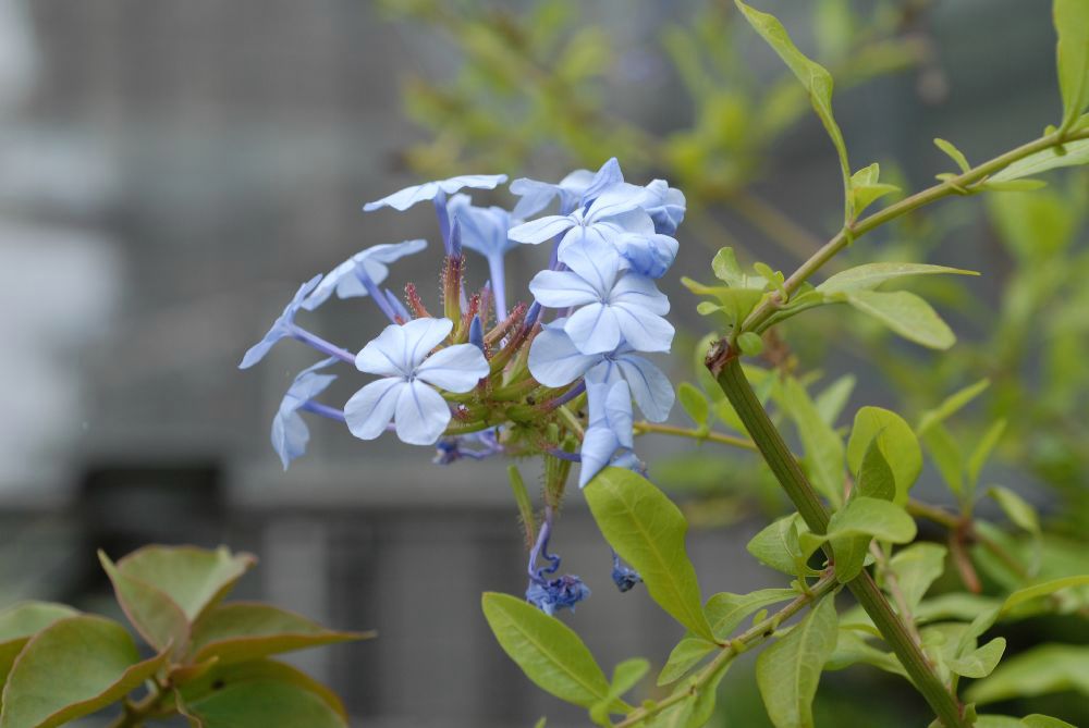 Plumbaginaceae Plumbago auriculata