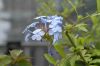 image of Plumbago auriculata