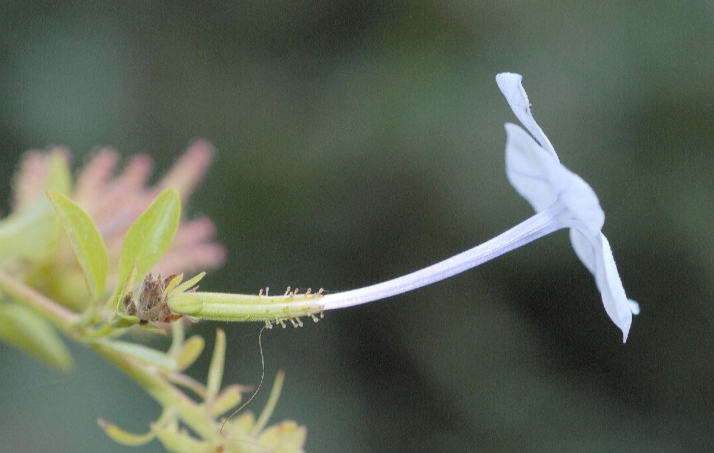 Plumbaginaceae Plumbago auriculata