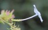 image of Plumbago auriculata