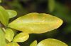 image of Plumbago auriculata