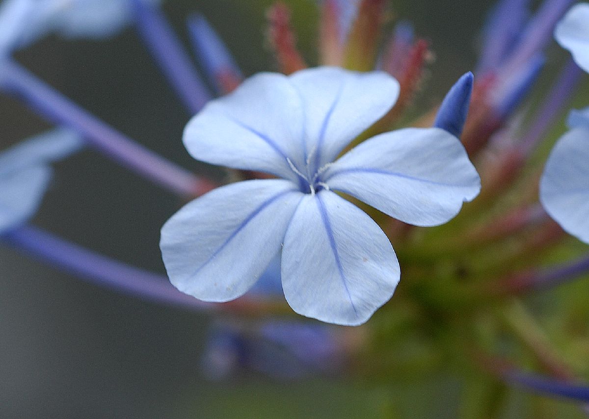 Plumbaginaceae Plumbago auriculata