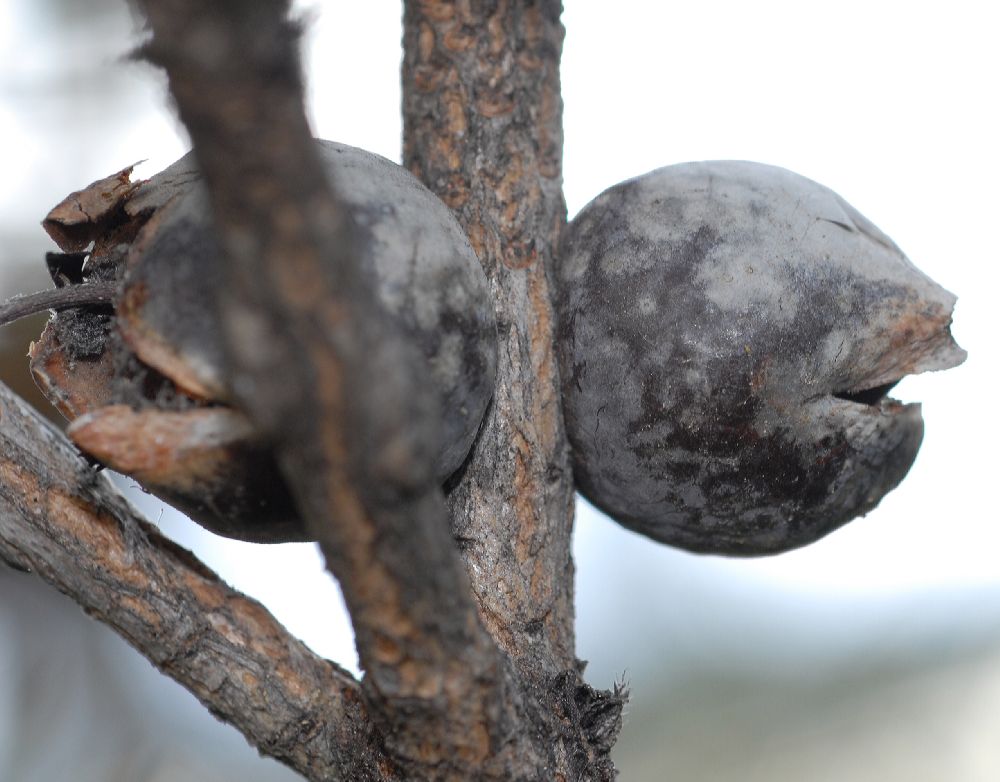 Myrtaceae Calothamnus validus