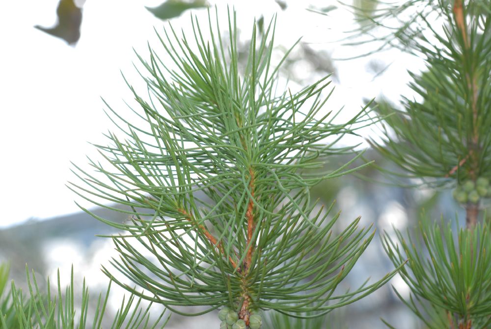 Myrtaceae Calothamnus validus