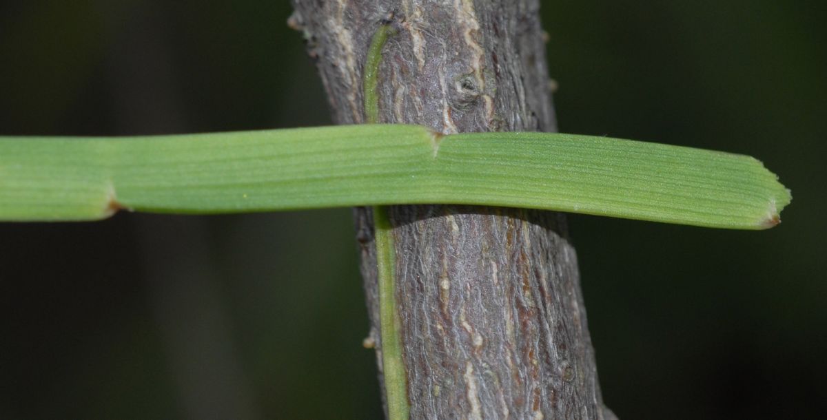 Fabaceae Carmichaelia arborea