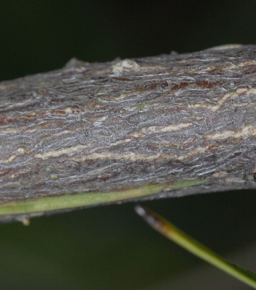 Fabaceae Carmichaelia arborea