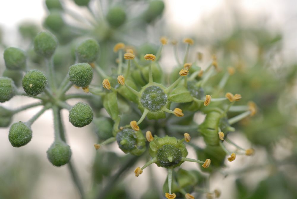 Araliaceae Hedera helix