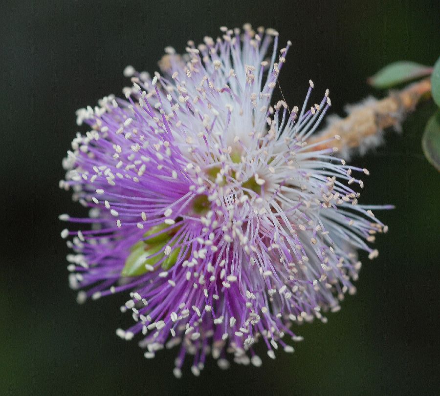 Myrtaceae Melaleuca nesophila