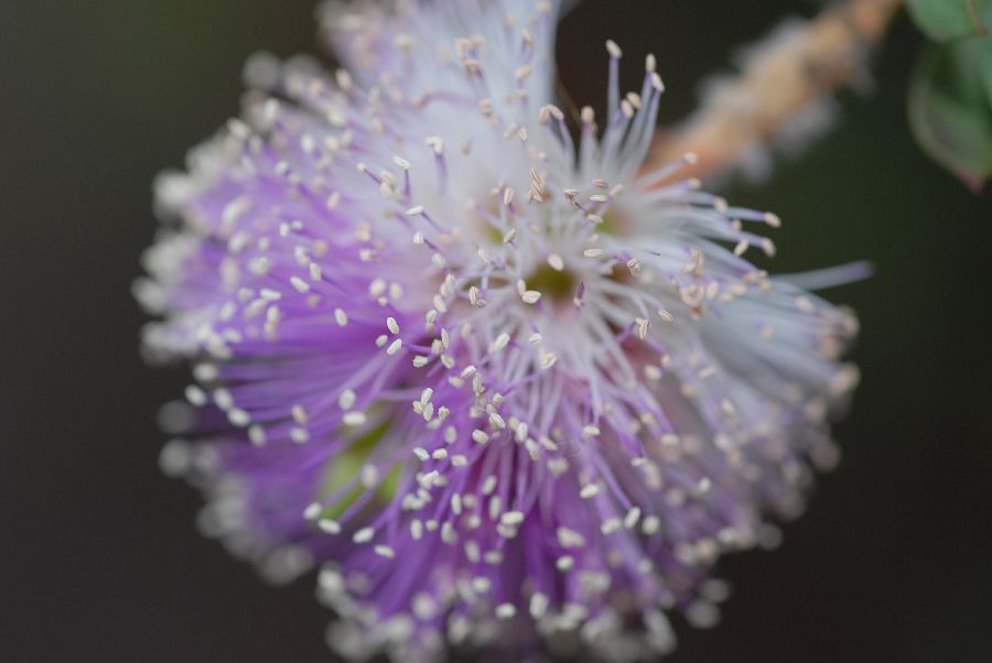 Myrtaceae Melaleuca nesophila