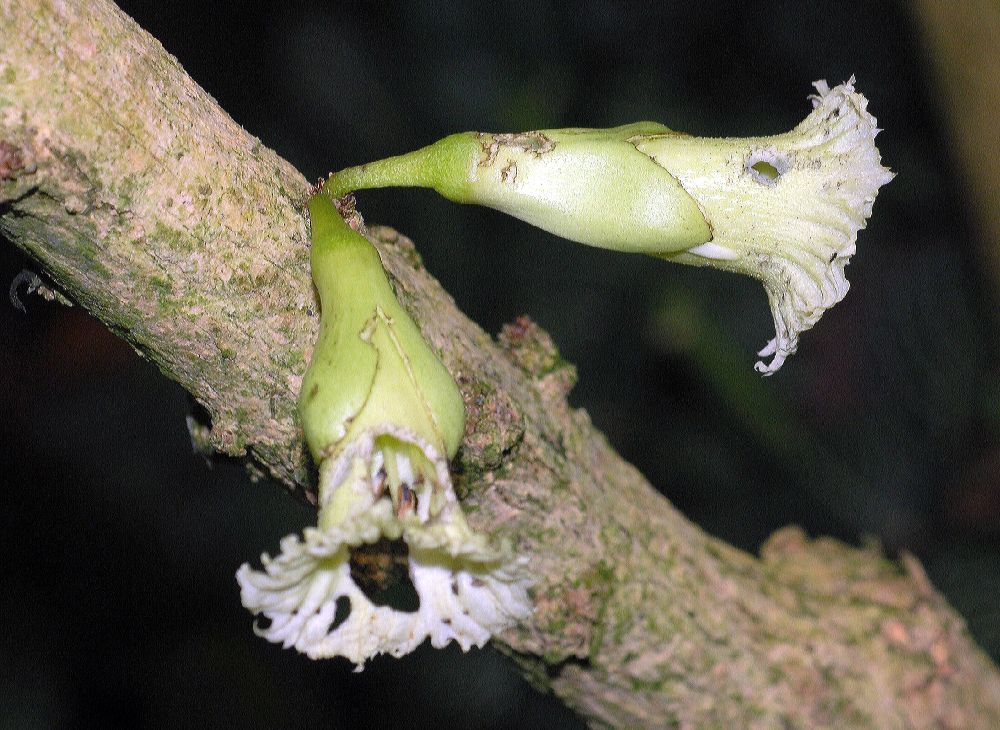 Bignoniaceae Amphitecna macrophylla