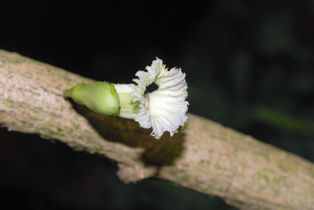 Bignoniaceae Amphitecna macrophylla