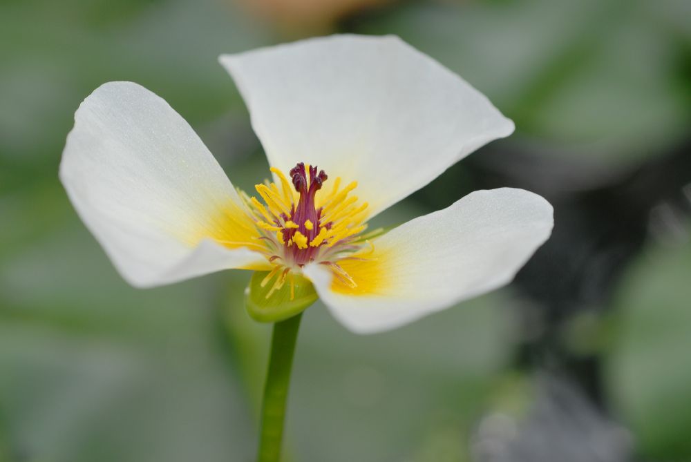 Alismataceae Hydrocleys nymphoides