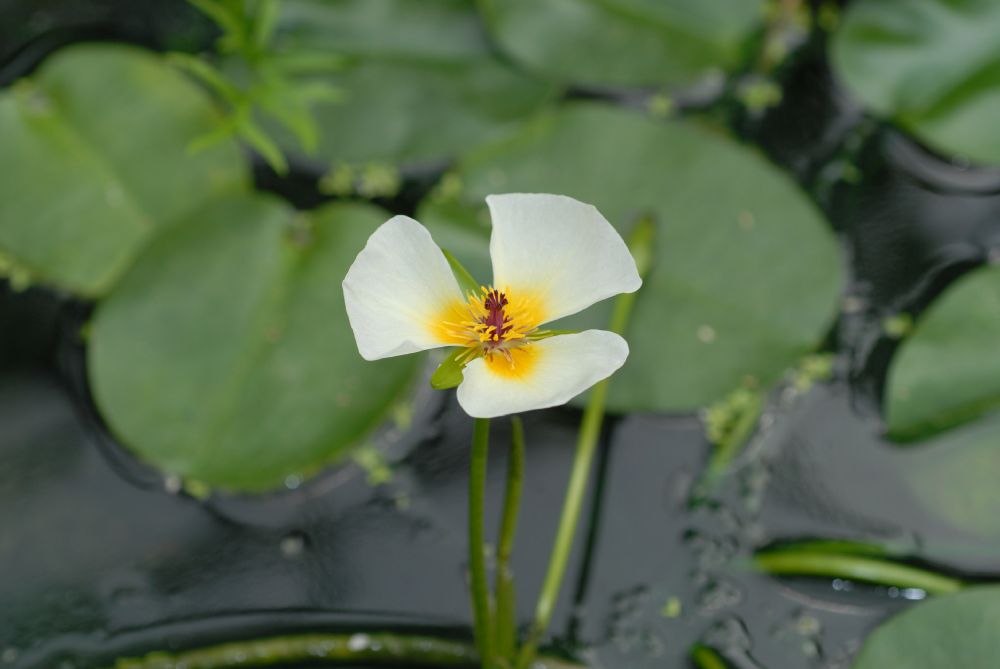 Alismataceae Hydrocleys nymphoides