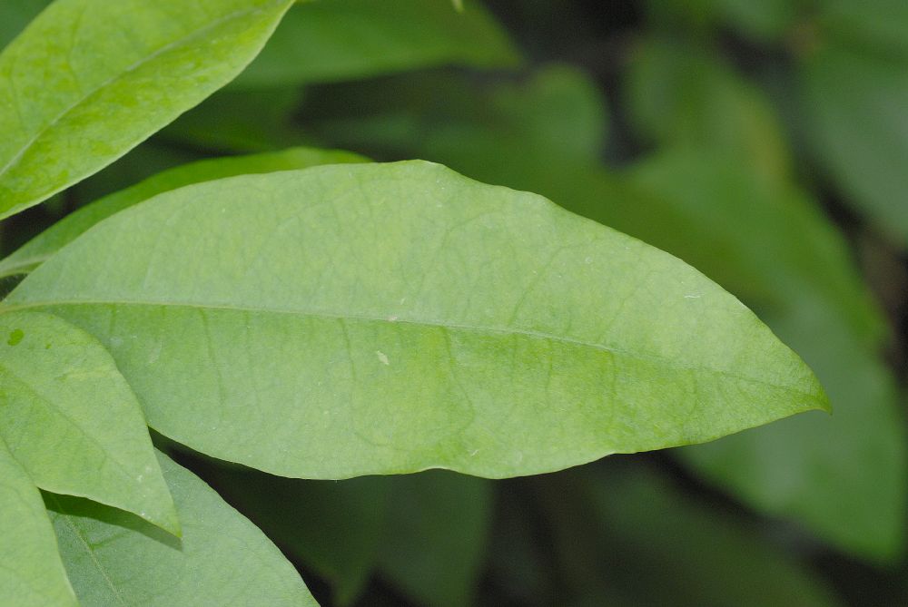 Primulaceae Deherainia smaradigna