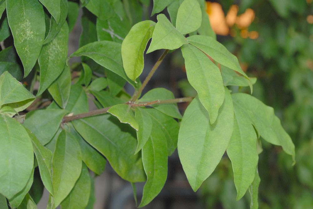 Primulaceae Deherainia smaradigna