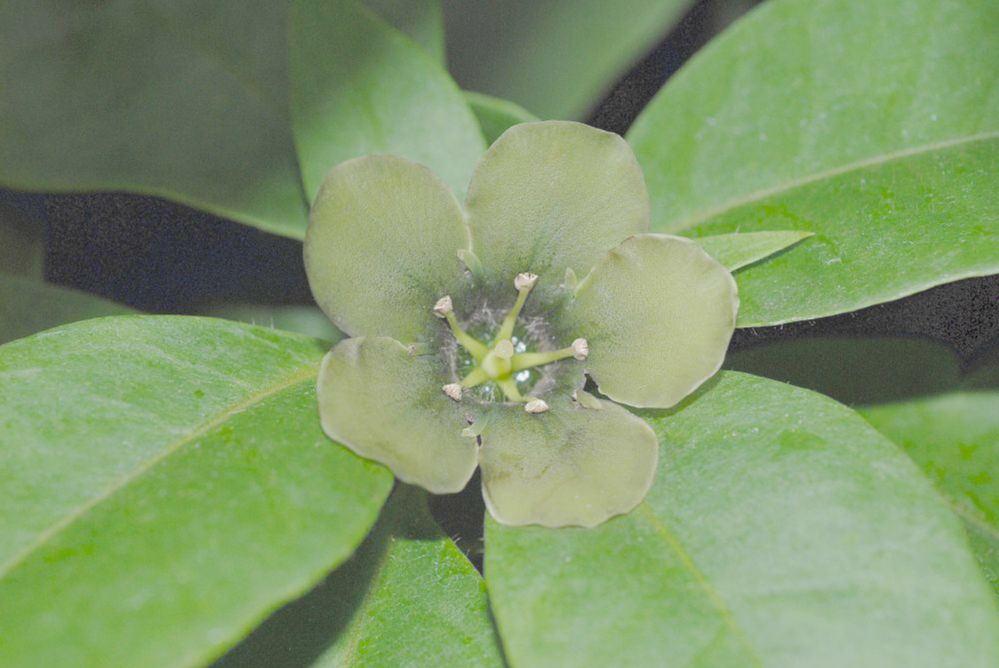 Primulaceae Deherainia smaradigna