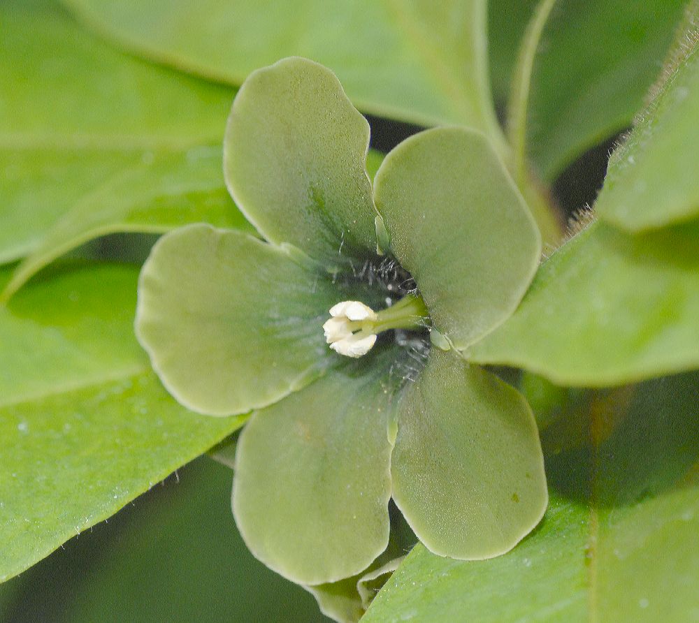 Primulaceae Deherainia smaradigna
