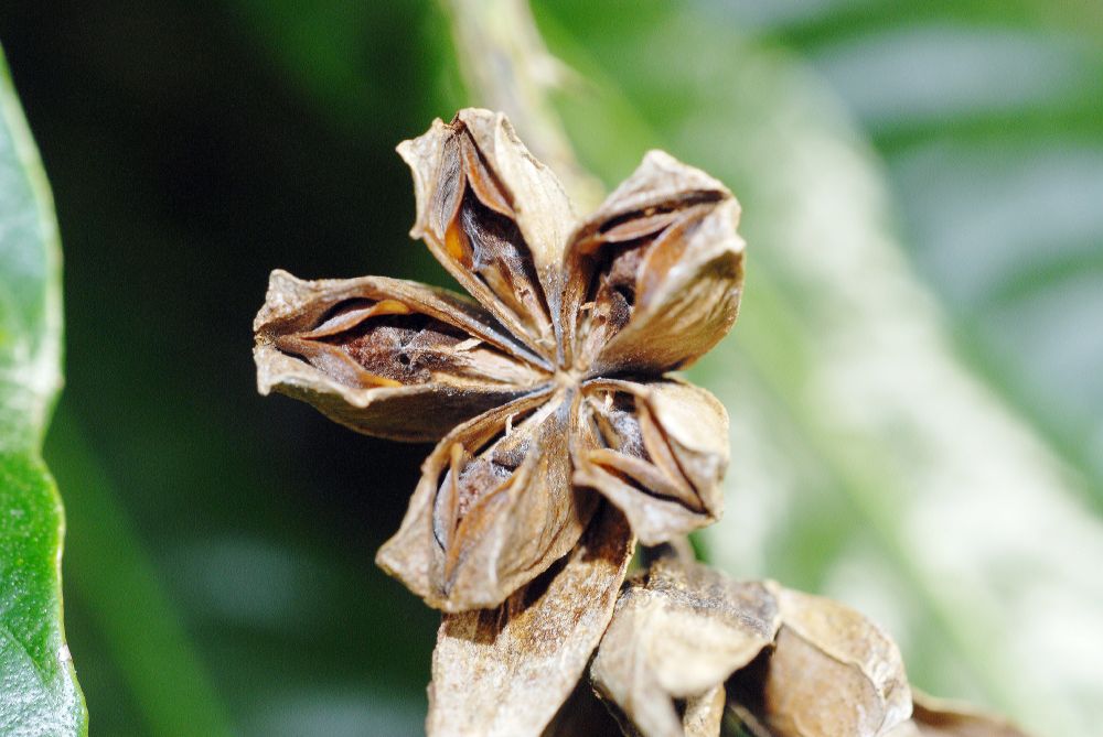 Rutaceae Erythrochiton brasiliensis