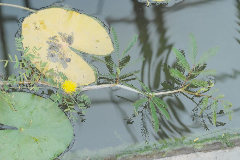 Fabaceae Neptunia oleracea