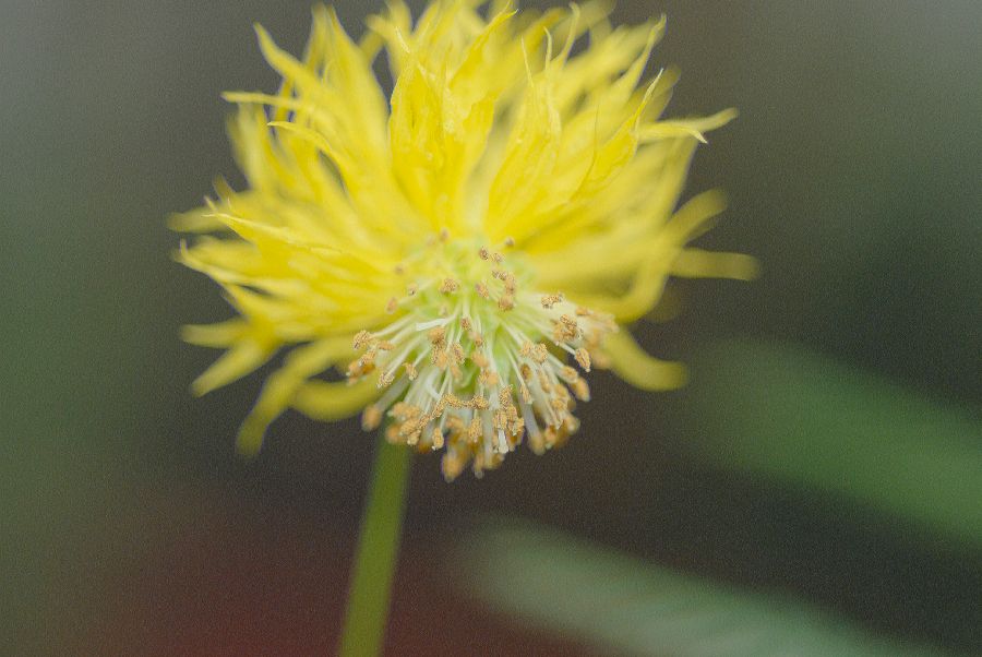 Fabaceae Neptunia oleracea