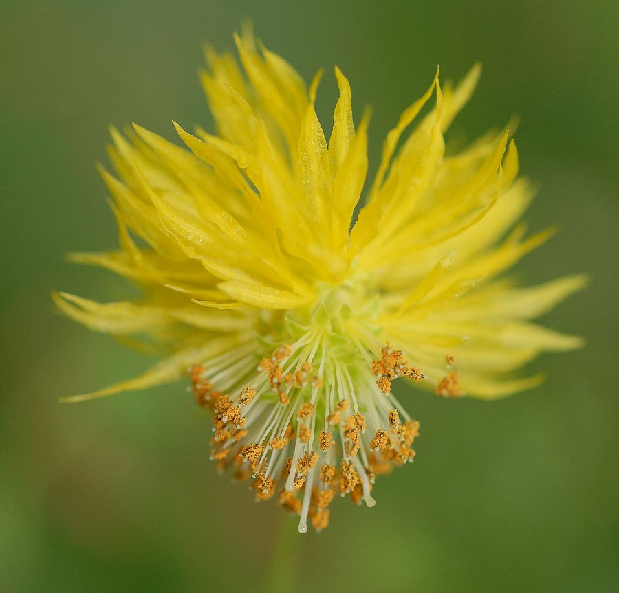 Fabaceae Neptunia oleracea