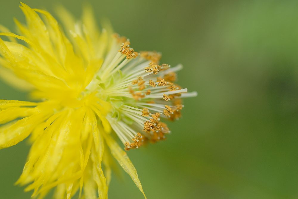 Fabaceae Neptunia oleracea