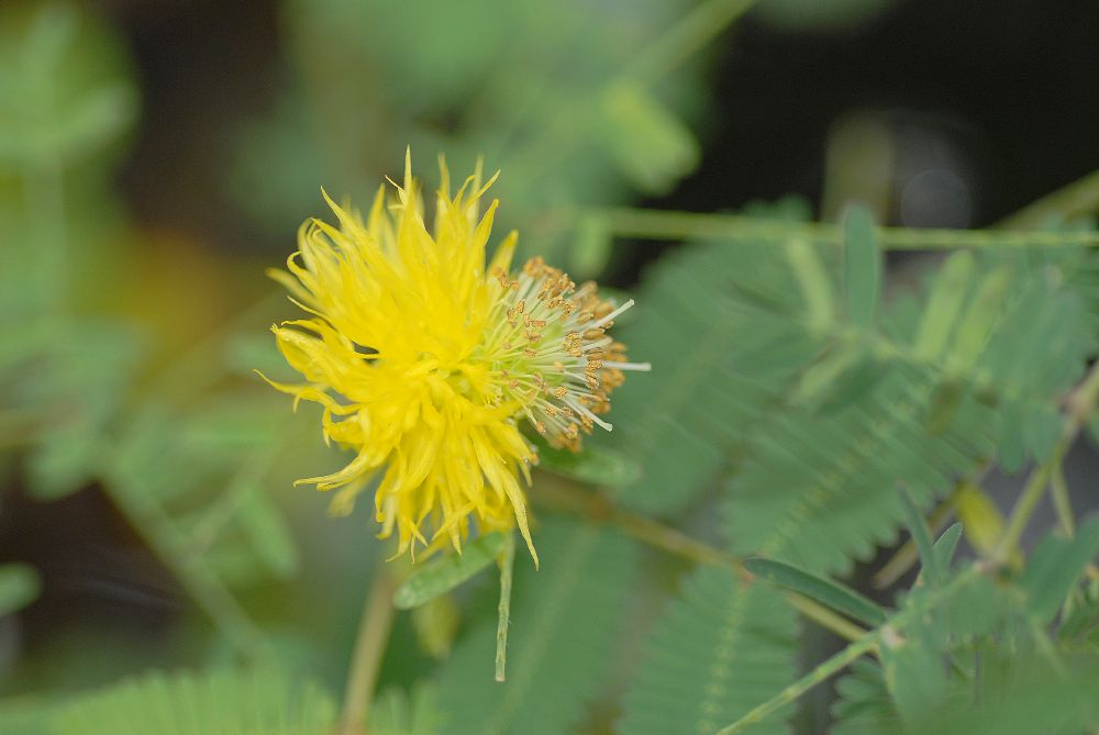 Fabaceae Neptunia oleracea