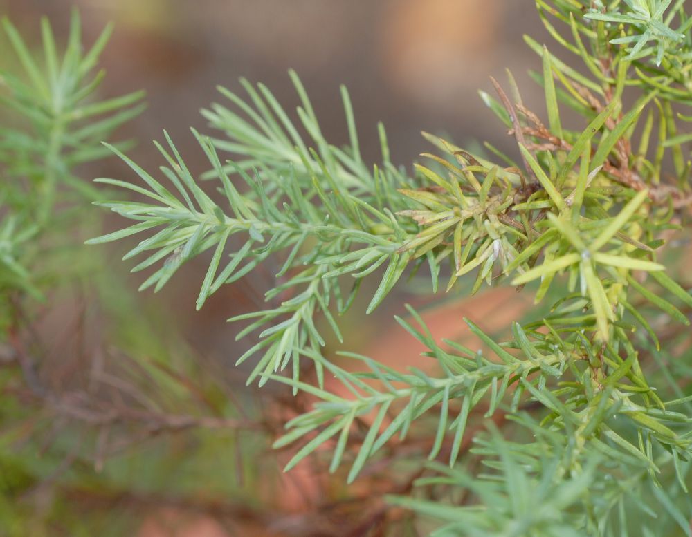 Cupressaceae Widdringtonia schwarzii