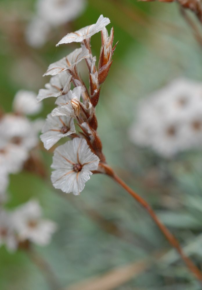 Plumbaginaceae Acantholimon ulicinum