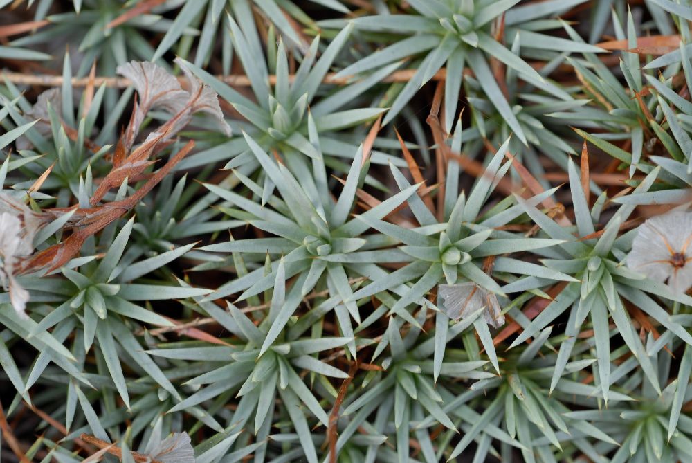 Plumbaginaceae Acantholimon ulicinum