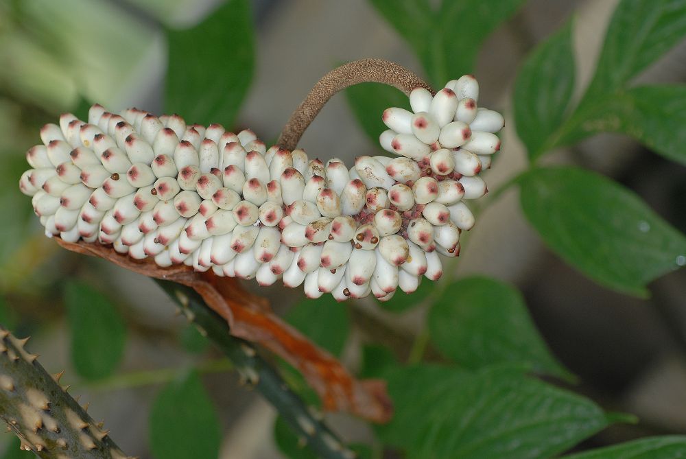 Araceae Anchomanes giganteus