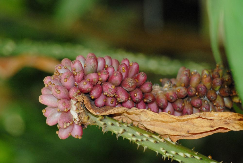 Araceae Anchomanes giganteus