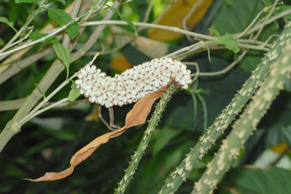 Araceae Anchomanes giganteus