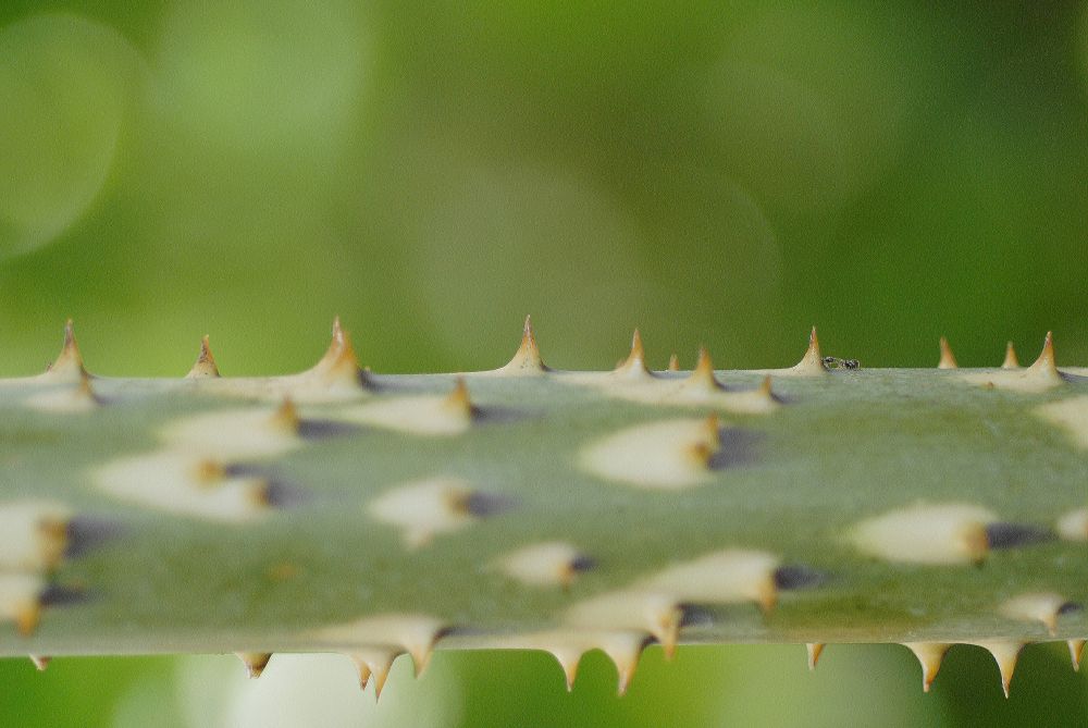 Araceae Anchomanes giganteus