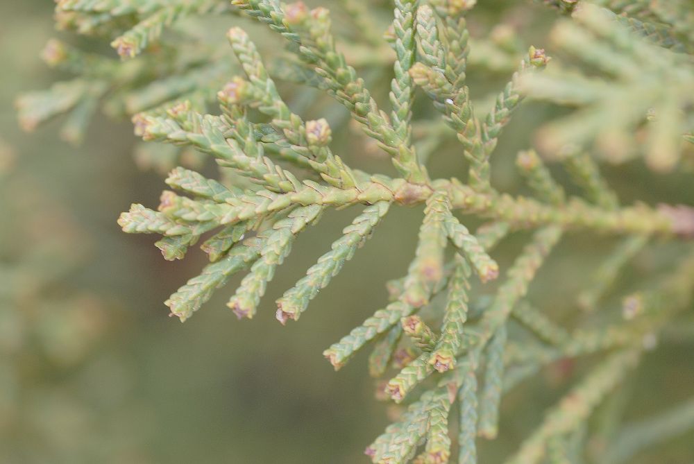 Cupressaceae Diselma archeri