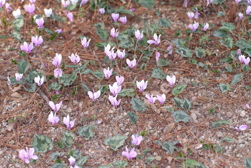 Primulaceae Cyclamen hederaefolium
