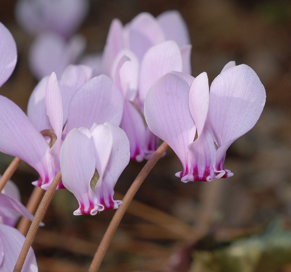 Primulaceae Cyclamen hederaefolium