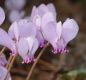 image of Cyclamen hederaefolium