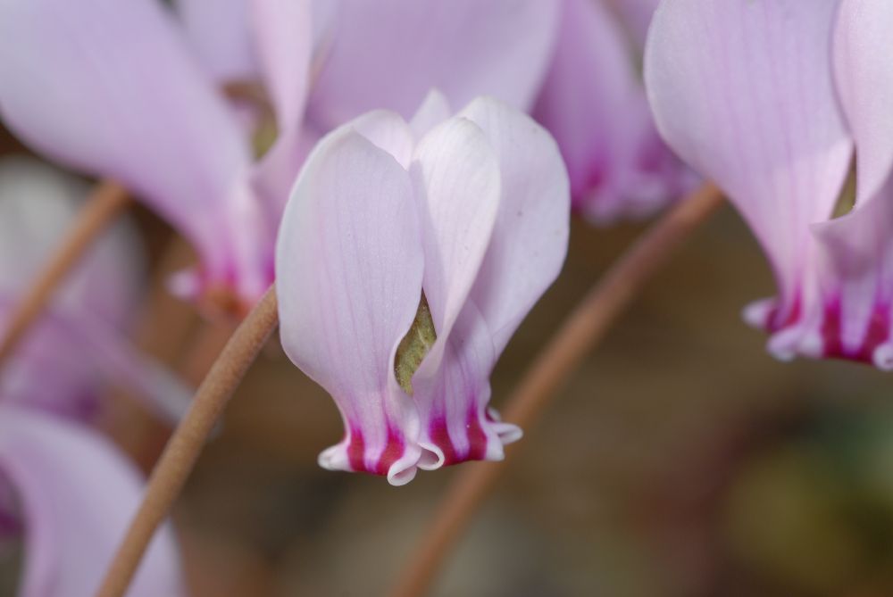 Primulaceae Cyclamen hederaefolium