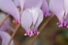 image of Cyclamen hederaefolium